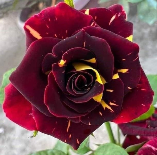 Trandafiri teahibrizi - Hocus Pocus - Anul 3 - Ghiveci 2L