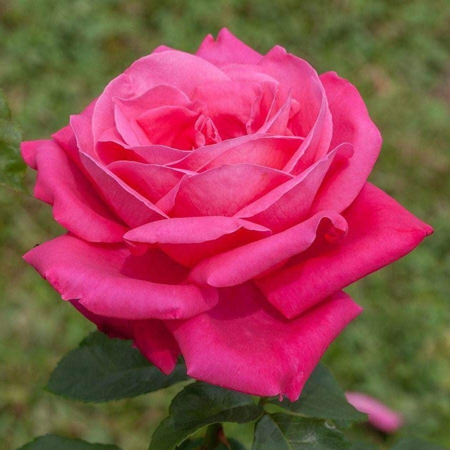 Trandafiri teahibrizi - Pink - Anul 3 - Ghiveci 2L