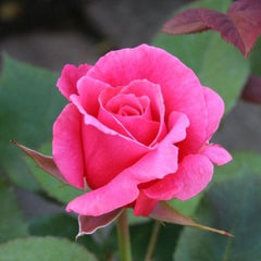 Trandafiri teahibrizi - Pink - Anul 3 - Ghiveci 2L