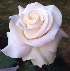 Trandafiri teahibrizi - Snow Time - Anul 3 - Ghiveci 2L