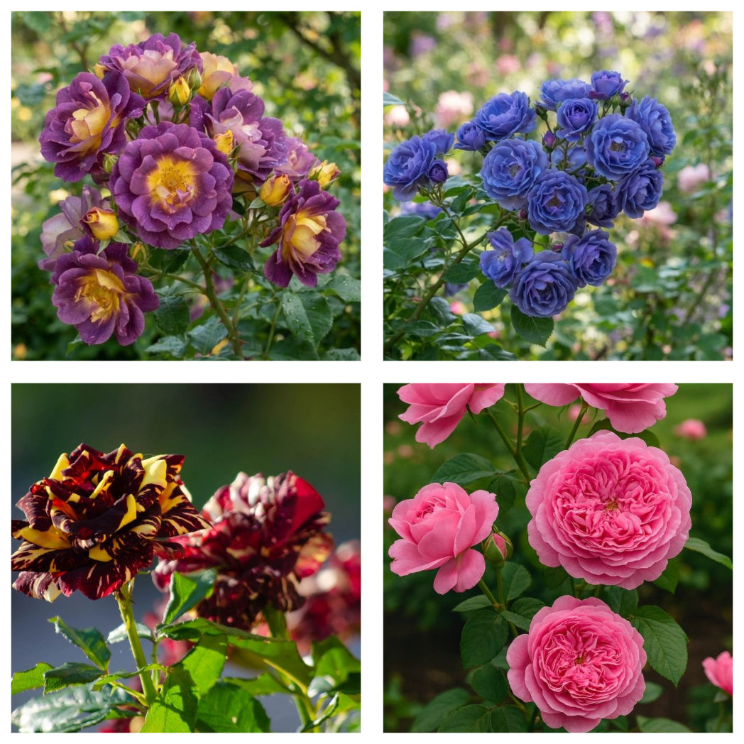 Pachet Promo 4 Trandafiri Floribunda-1xTrandafir Floribunda Abracadabra,1xTrandafir Floribunda Purple Sunset,1xTrandafir Floribunda Blue Moon , 1x Trandafir Floribunda Grandmas-radacina ambalata