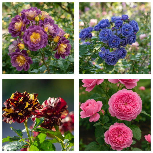 Pachet Promo 4 Trandafiri Floribunda-1xTrandafir Floribunda Abracadabra,1xTrandafir Floribunda Purple Sunset,1xTrandafir Floribunda Blue Moon , 1x Trandafir Floribunda Grandmas-radacina ambalata