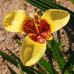 Trigridia - Aurea - Pachet 5 bulbi - Aqua Flowers