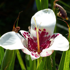 Trigridia - Grandiflora Alba - Pachet 5 bulbi - Aqua Flowers