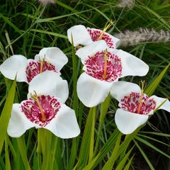 Trigridia - Grandiflora Alba - Pachet 5 bulbi - Aqua Flowers