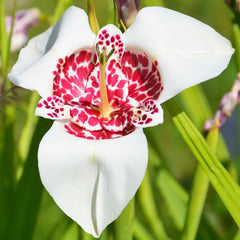 Trigridia - Grandiflora Alba - Pachet 5 bulbi - Aqua Flowers