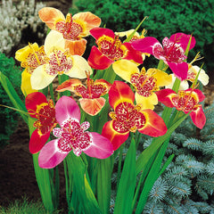 Trigridia - Pavonia mixt - Pachet 5 bulbi - Aqua Flowers