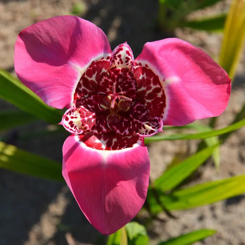 Trigridia - Pink - Pachet 5 bulbi - Aqua Flowers