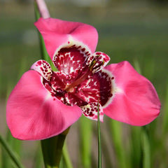 Trigridia - Pink - Pachet 5 bulbi - Aqua Flowers