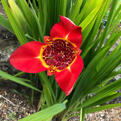 Trigridia - Red - Pachet 5 bulbi - Aqua Flowers