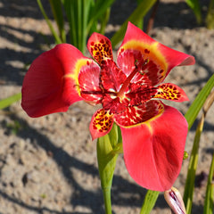 Trigridia - Red - Pachet 5 bulbi - Aqua Flowers