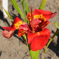 Trigridia - Red - Pachet 5 bulbi - Aqua Flowers