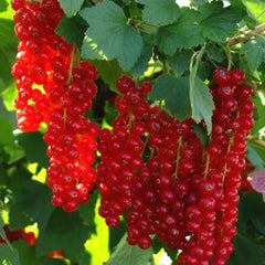 Coacăz Roșu Tufă – Rădăcină Ambalată – Aqua Flowers