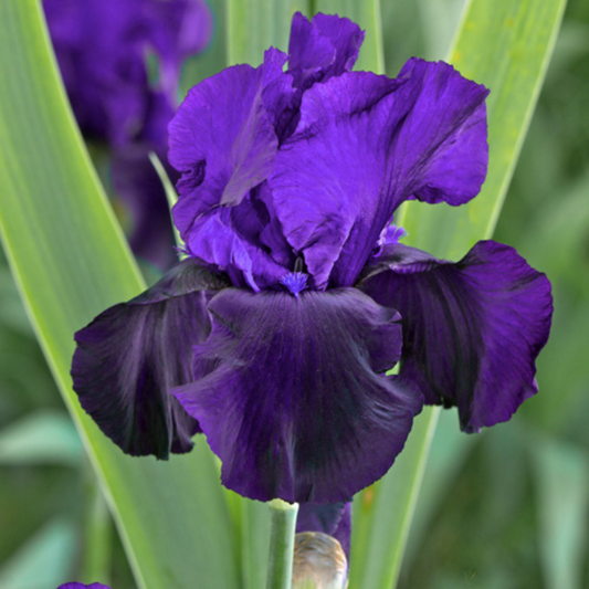 Bulbi Iris Germanica Tuxedo - 1 Rizom - Aqua Flowers