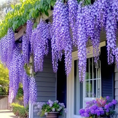 Wisteria - Glicina Mov - Ghiveci 3L - 110 - 120 cm