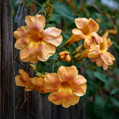 Arbust ornamental - Campsis Indian Summer Flava - Pipa - Luleaua Turcului - Ghiveci 2L - Aqua Flowers