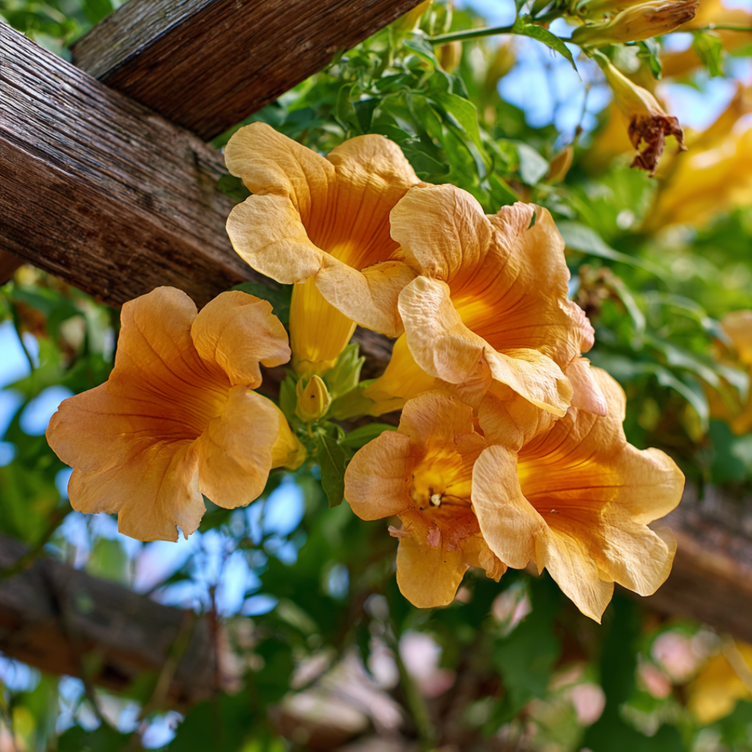 Arbust ornamental - Campsis Indian Summer Flava - Pipa - Luleaua Turcului - Ghiveci 2L - Aqua Flowers