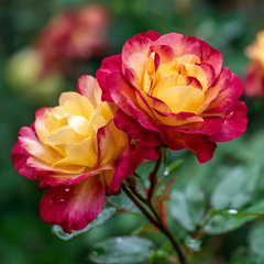 Trandafiri Teahibrizi - Alinka - Anul 3 - Ghiveci 2L