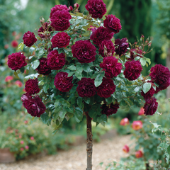 Trandafiri Pomisor - Barkarola Parfumat Bordo - Ghiveci 5L - Anul 2 - inaltime 140-160 cm la livrare - Aqua Flowers