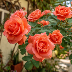 Trandafiri Floribunda - Lions Rose - Ghiveci 2L - Anul 3 - Aqua Flowers