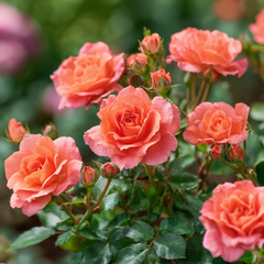 Trandafiri Floribunda - Lions Rose - Ghiveci 2L - Anul 3 - Aqua Flowers