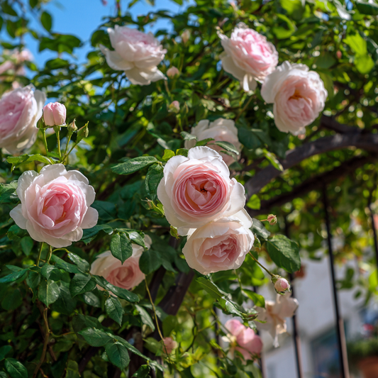 Trandafiri catǎratori - Eden Rose - Ghiveci 2L - Aqua Flowers
