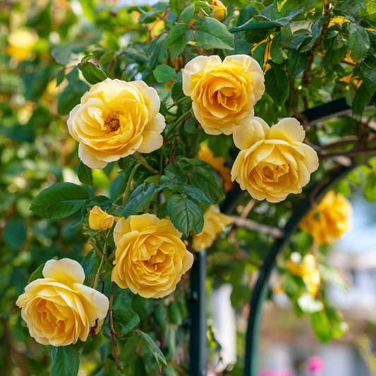 Trandafiri catǎratori - Golden Showers - Ghiveci 2L - Aqua Flowers