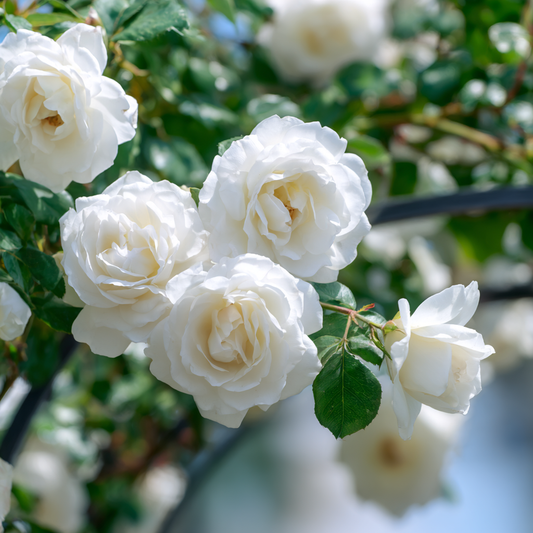 Trandafiri catǎratori - Iceberg - Ghiveci 2L - Aqua Flowers