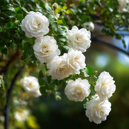 Trandafiri catǎratori - Iceberg - Ghiveci 2L - Aqua Flowers