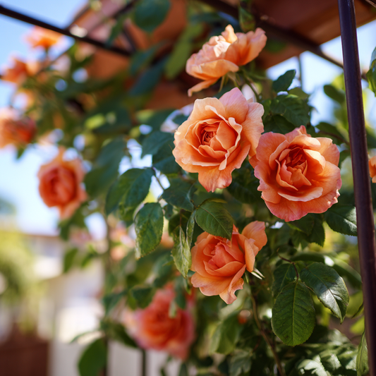 Trandafiri catǎratori - La Villa Cotta - Ghiveci 2L - Aqua Flowers