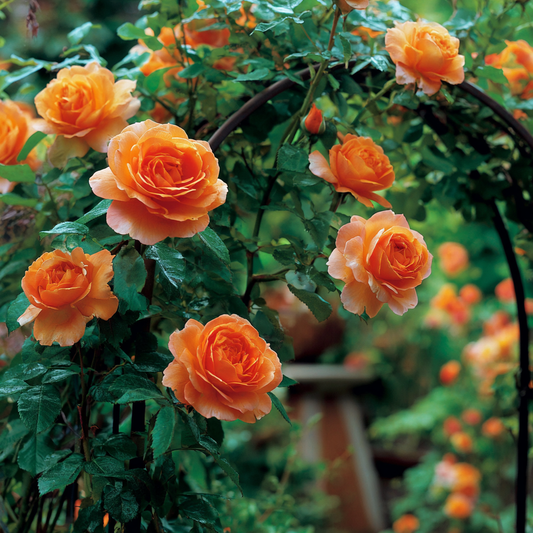 Trandafiri catǎratori - Orange - Ghiveci 2L - Aqua Flowers