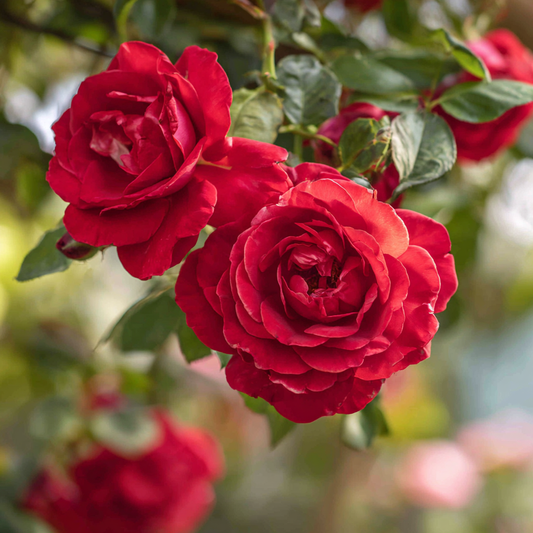 Trandafiri catǎratori - Paul’s Scarlet Parfumat - Ghiveci 2L - Aqua Flowers