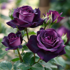 Trandafiri Floribunda - Purple Eden - Anul 3 - Ghiveci 2L