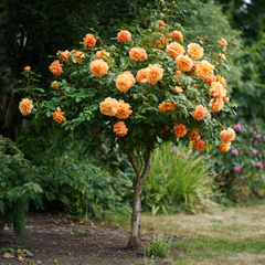 Trandafiri Pomisor - Royal Orange Parfumat - Ghiveci 5L - Anul 2 - inaltime 140-160 cm la livrare - Aqua Flowers
