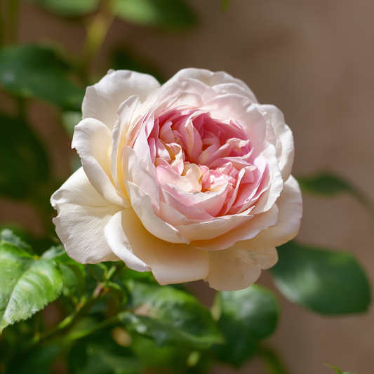 Trandafiri Cataratori Parfumati - Pierre Ronsard - Giveci - Anul 4 - Inaltime la livrare 65-70 cm