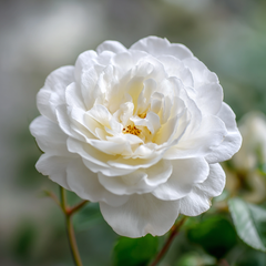 Trandafiri catǎratori - Iceberg - Ghiveci 2L - Aqua Flowers