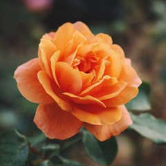 Trandafiri catǎratori - Orange - Ghiveci 2L - Aqua Flowers