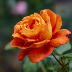Trandafiri catǎratori - Orange - Ghiveci 2L - Aqua Flowers