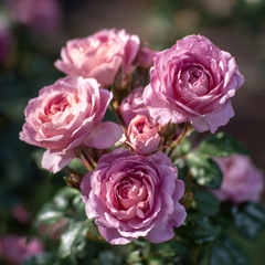 Trandafiri Floribunda - Swirl - Anul 3 - Ghiveci 2L