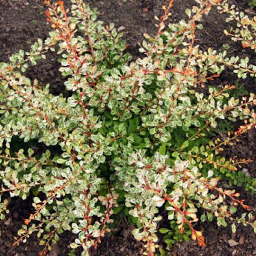 Berberis Natazsa - Ghiveci 2L