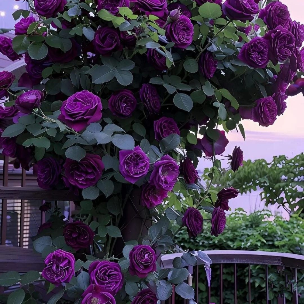 Trandafiri Cățărători Parfumați - Violete - Rădăcină Ambalată - Aqua Flowers