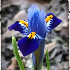 Bulbi Iris Hollandica - Pachet 5 Bulbi - Aqua Flowers