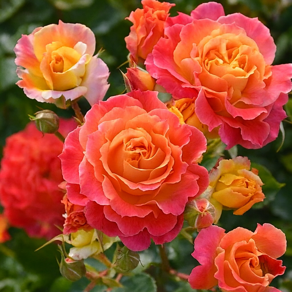 Trandafiri Floribunda Parfumaţi - Versilia - Rădăcină Ambalată Anul 3 - Aqua Flowers