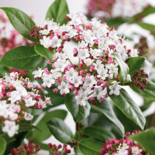 Viburnum Eve Price – Ghiveci 3L - H 50 - 60 cm