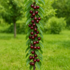 Pachet Promo 4 Pomi Fructiferi Columnari- 1x Prun Columnar Imperial, 1 x Cais Clumnar Asian Pearl, 1 x Cires Columnar Victoria, 1xPar Columnar Rosu-radacina ambalata-anul 3