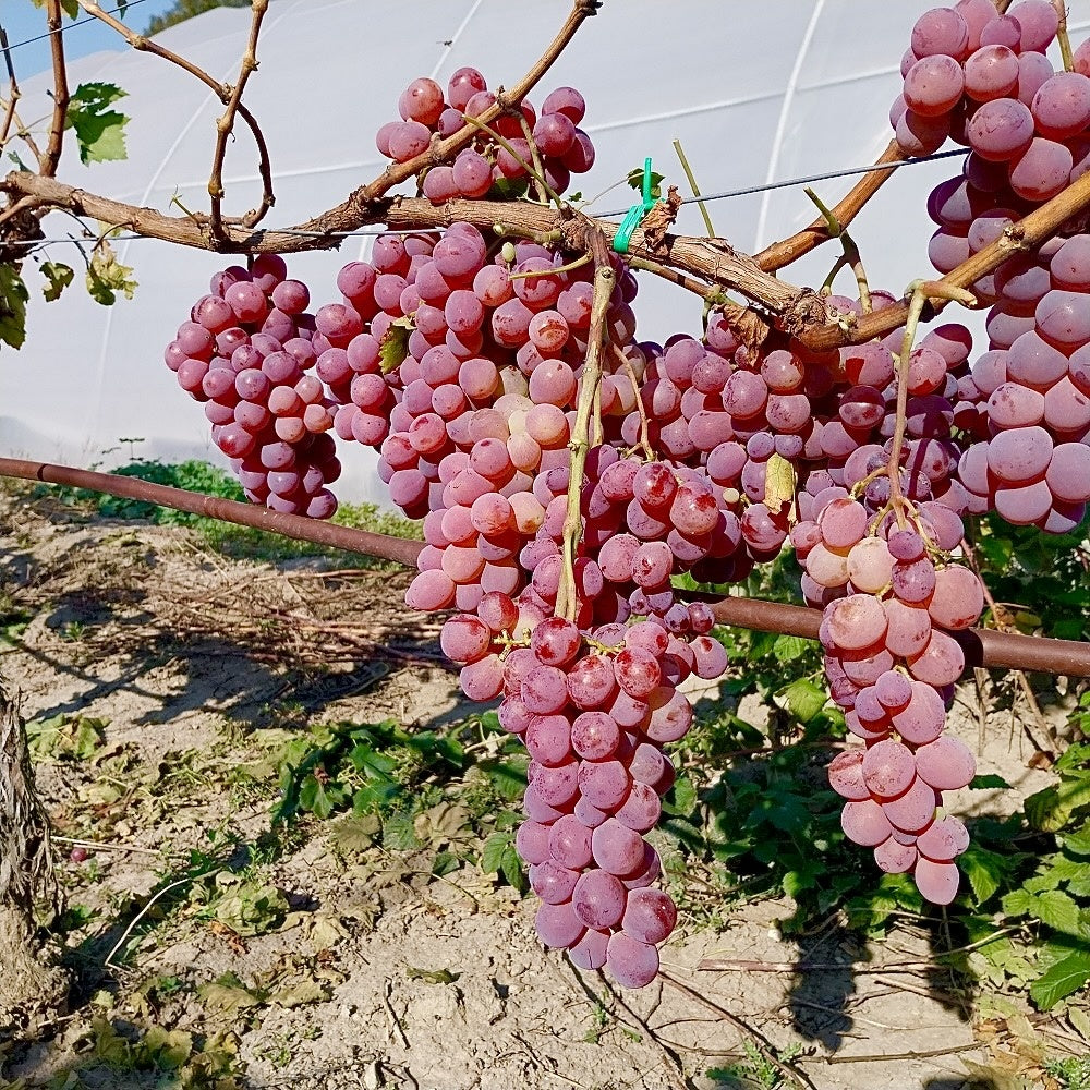 Vita de Vie - Chasselas - Anul 2 - Ghiveci 2L - Aqua Flowers