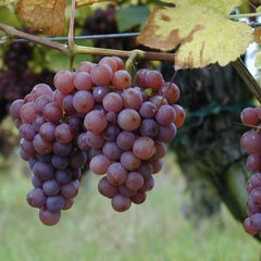 Vita de Vie - Chasselas - Anul 2 - Ghiveci 2L - Aqua Flowers