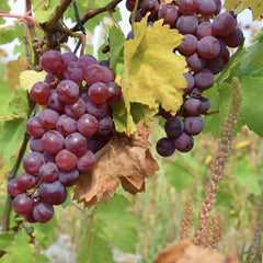 Vita de Vie - Chasselas - Anul 2 - Ghiveci 2L - Aqua Flowers