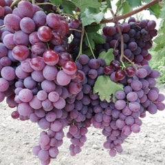 Vita de Vie - Crimson - Seedless - Fara samburi - Anul 2 - Ghiveci 2L - Aqua Flowers