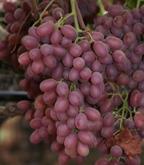 Vita de Vie - Crimson - Seedless - Fara samburi - Anul 2 - Ghiveci 2L - Aqua Flowers